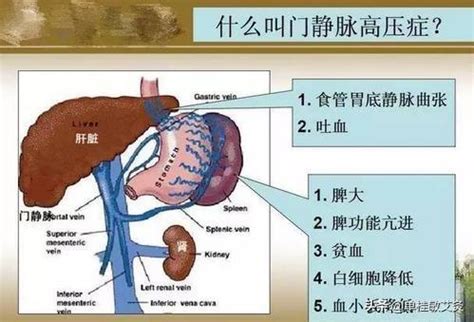 脾臟功能不好